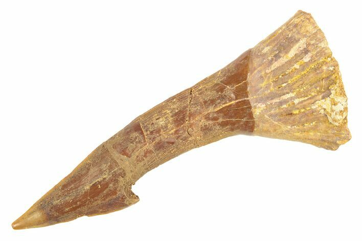 Fossil Sawfish (Onchopristis) Rostral Barb - Morocco #260935